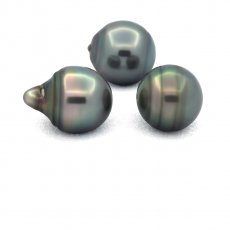Lot of 3 Tahitian Pearls Ringed C from 11.5 to 11.6 mm