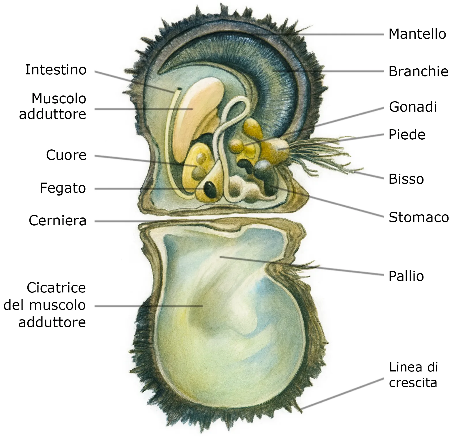 Anatomia della Pinctada Margaritifera