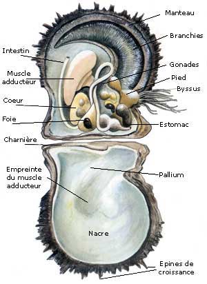 Anatomia della Pinctada Margaritifera Anatomia della Pinctada Margaritifera