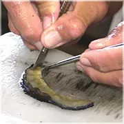 Preparazione dell'innesto